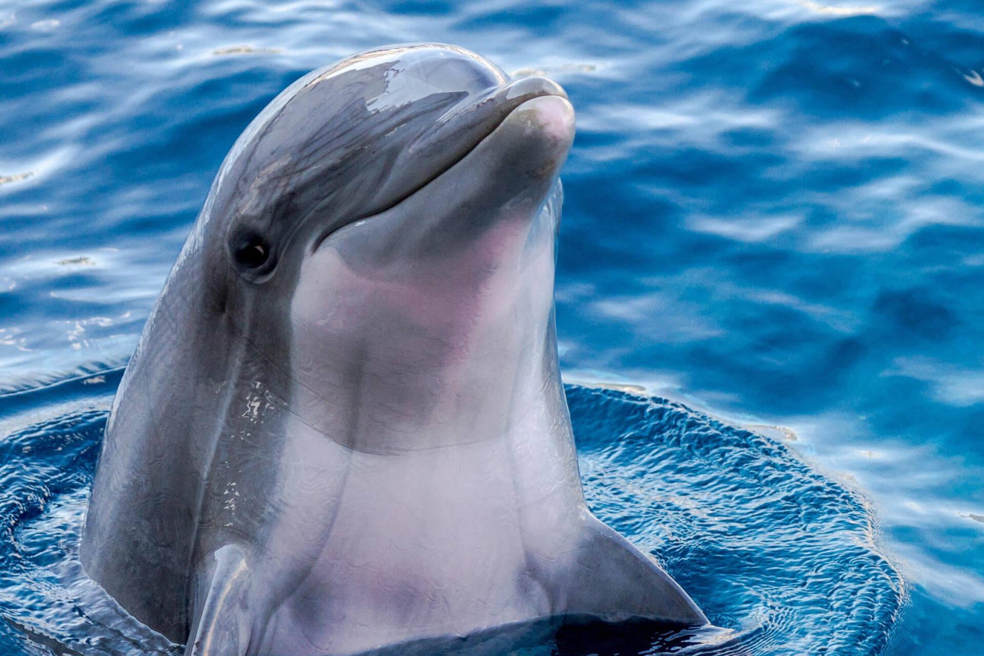 DDDelfino Live Image