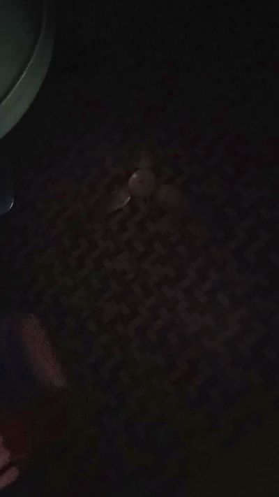 Sh3rry42069 Live Image